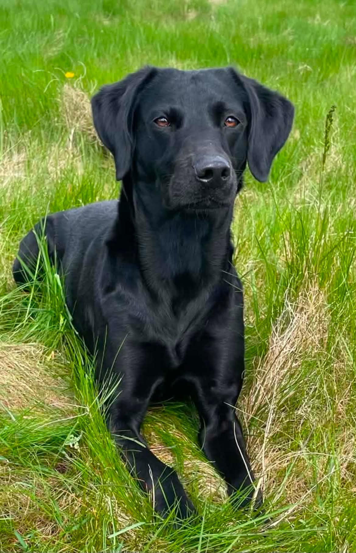 Doja